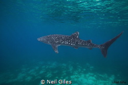 Solo Whaleshark- sighted in Oslob, Cebu, Philippines by Neil Giles 
